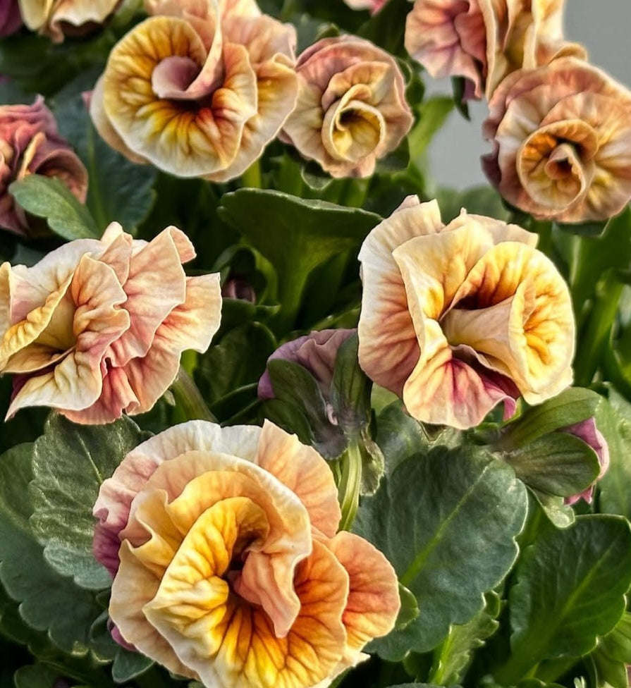 Pansy Japan Series Dietlinde 60 Seeds