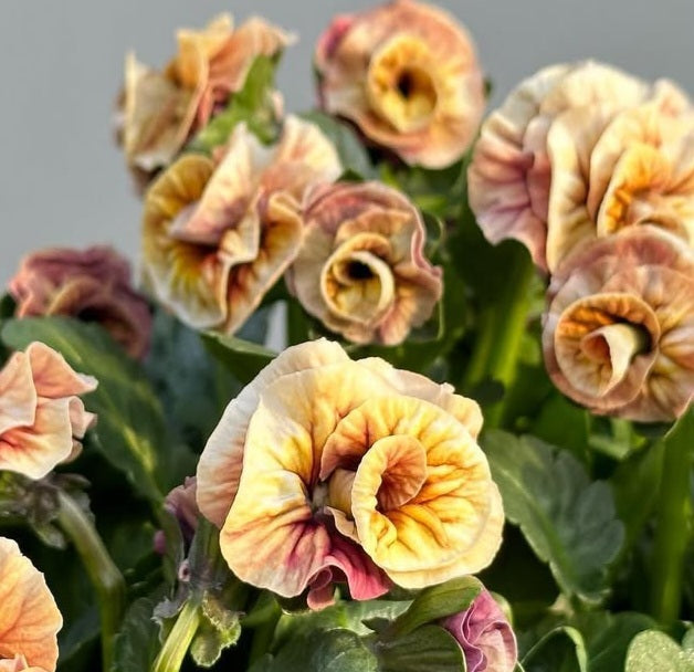 Pansy Japan Series Dietlinde 60 Seeds