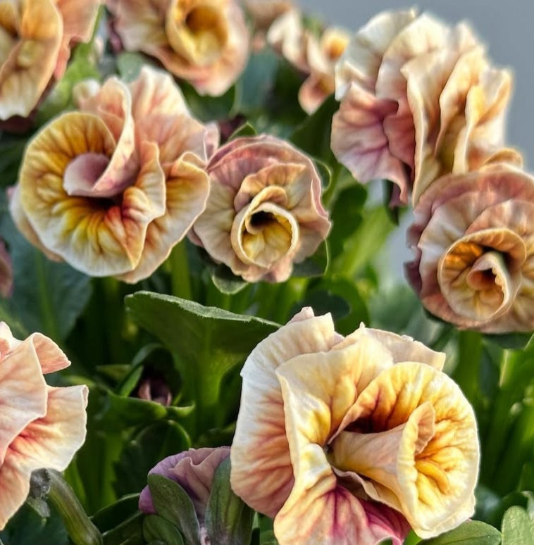 Pansy Japan Series Dietlinde 60 Seeds
