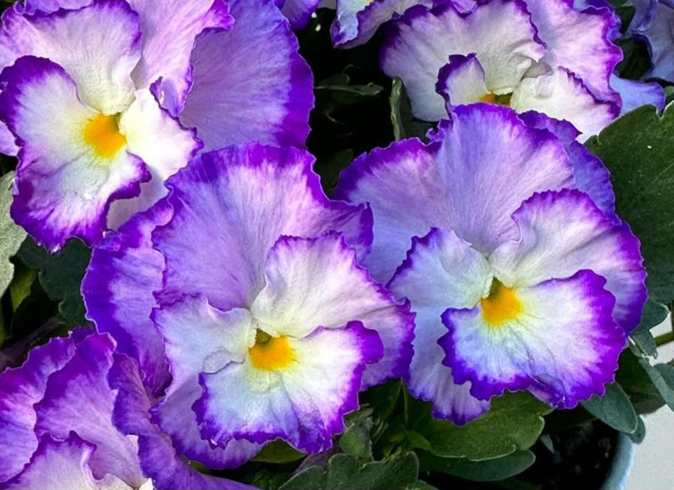 Pansy Japan Series Millicent 60 Seeds