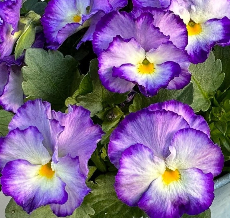 Pansy Japan Series Millicent 60 Seeds
