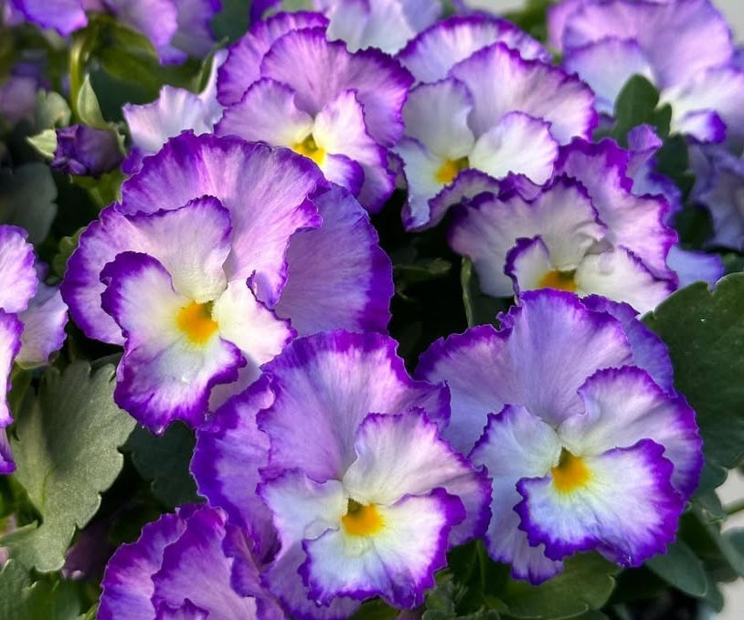 Pansy Japan Series Millicent 60 Seeds