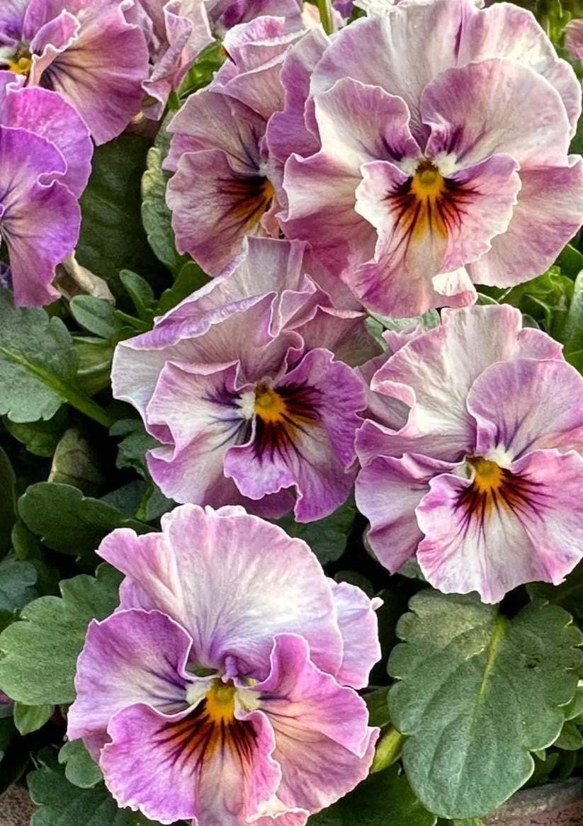 Pansy Japan Series Beate 60 Seeds