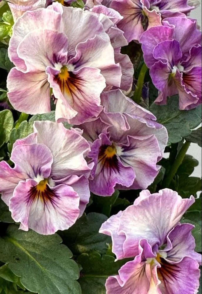 Pansy Japan Series Beate 60 Seeds