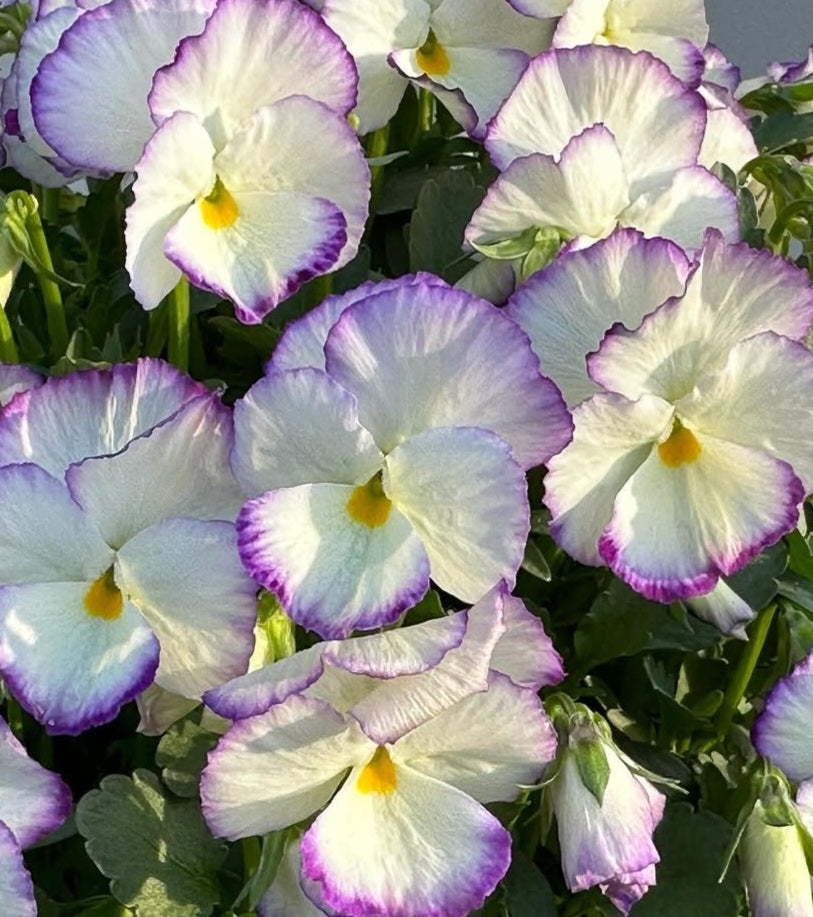 Pansy Japan Series Angelika 60 Seeds