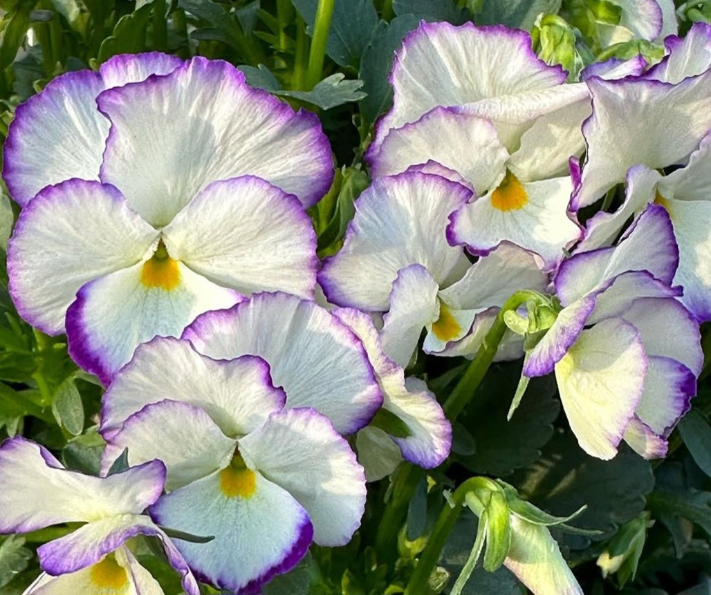 Pansy Japan Series Angelika 60 Seeds