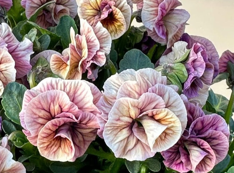 Pansy Japan Series Roswitha 60 Seeds