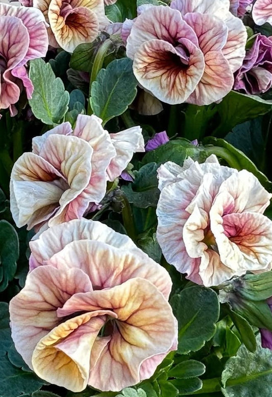 Pansy Japan Series Roswitha 60 Seeds