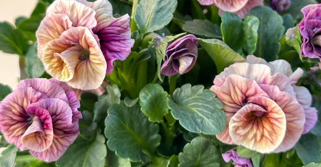 Pansy Japan Series Roswitha 60 Seeds