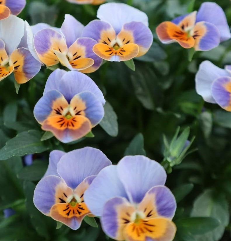 Pansy Japan Series Xenia 60 Seeds