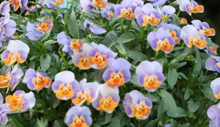 Pansy Japan Series Xenia 60 Seeds