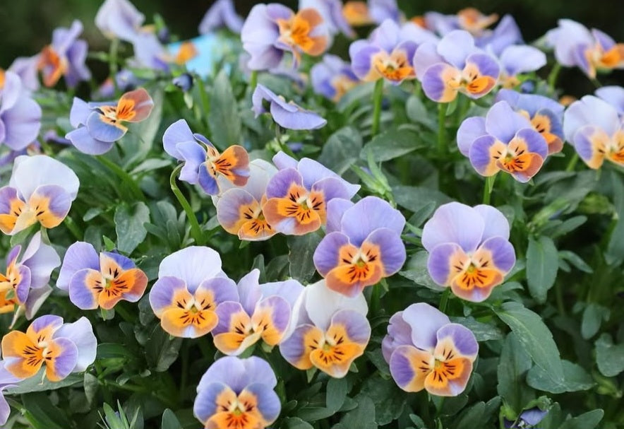 Pansy Japan Series Xenia 60 Seeds