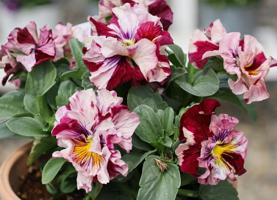 Pansy Japan Series Verena 60 Seeds