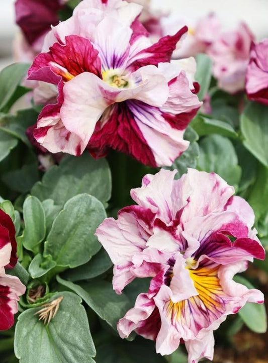 Pansy Japan Series Verena 60 Seeds