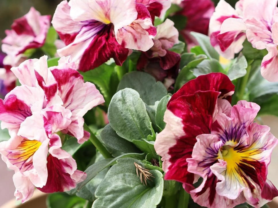 Pansy Japan Series Verena 60 Seeds