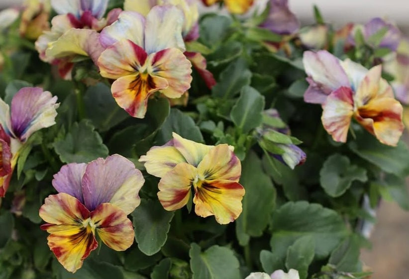 Pansy Japan Series Monika 60 Seeds