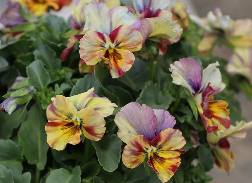 Pansy Japan Series Monika 60 Seeds