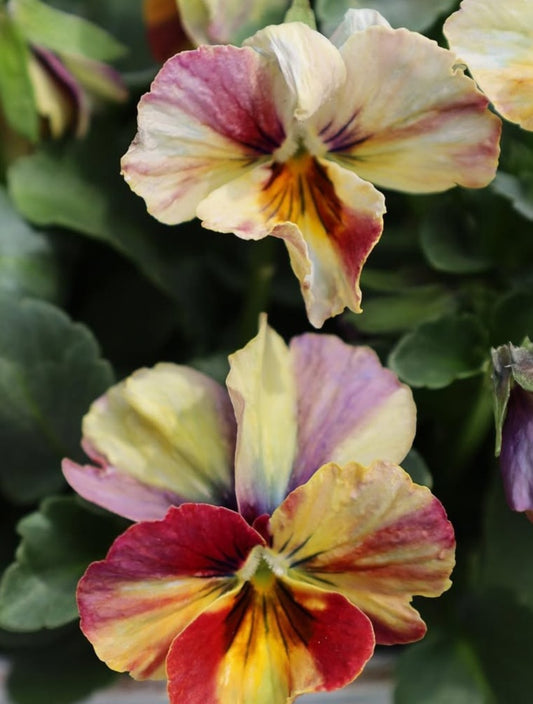 Pansy Japan Series Monika 60 Seeds