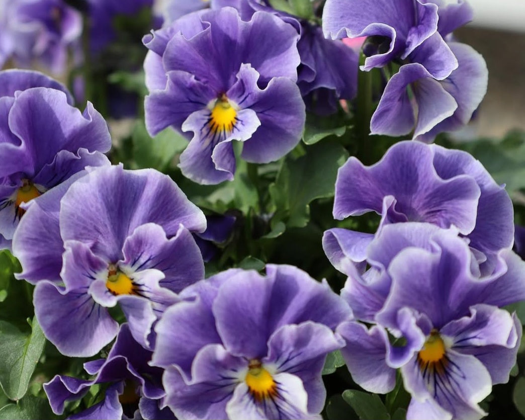 Pansy Japan Series Sabine 60 Seeds