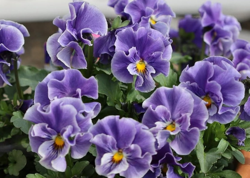 Pansy Japan Series Sabine 60 Seeds