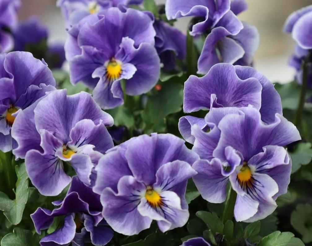 Pansy Japan Series Sabine 60 Seeds