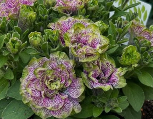 Petunia Double Wesley 200 Seeds