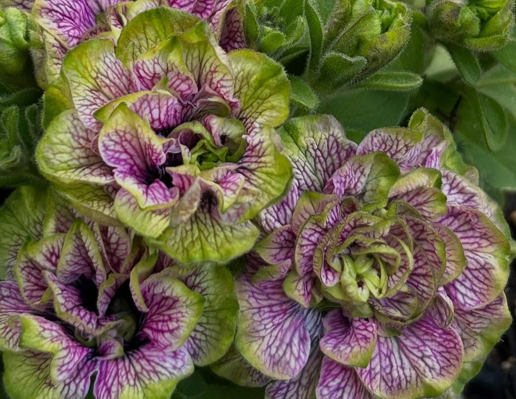 Petunia Double Wesley 200 Seeds