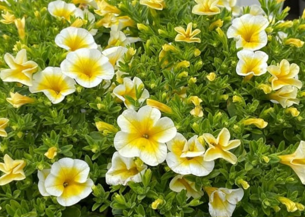 Petunia Brooks 200 Seeds