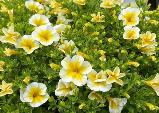 Petunia Brooks 200 Seeds