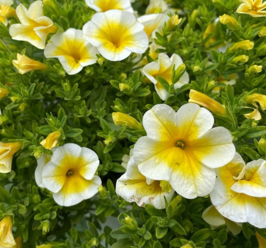 Petunia Brooks 200 Seeds