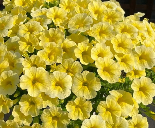 Petunia Waylon 200 Seeds