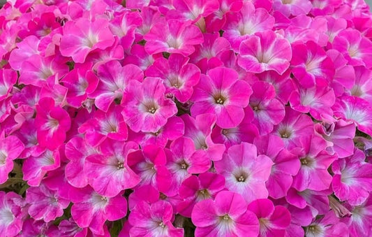 Petunia Charles 200 Seeds