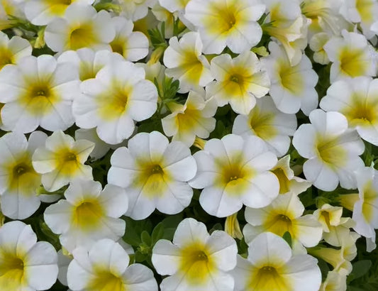 Petunia Lincoln 200 Seeds