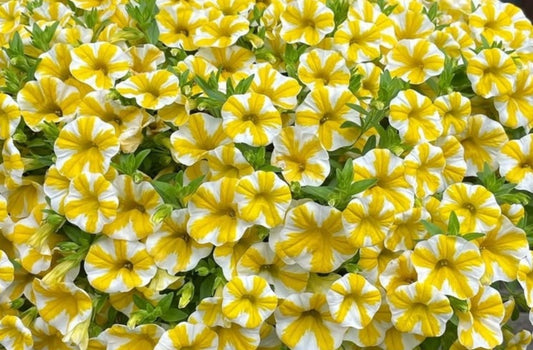 Petunia Joshua 200 Seeds