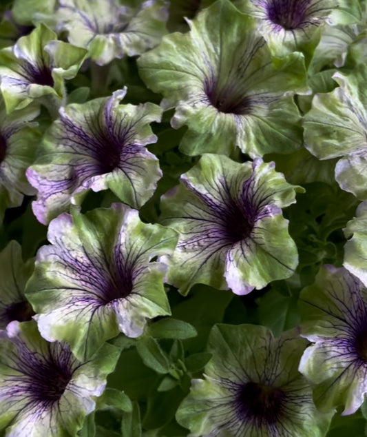 Petunia Wyatt 200 Seeds