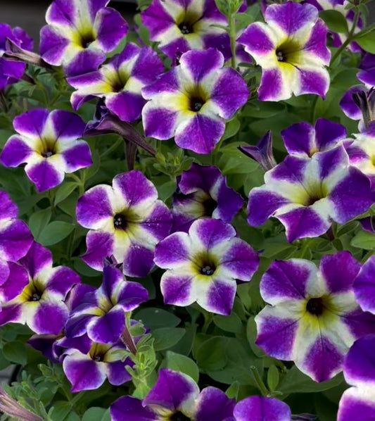 Petunia Caleb 200 Seeds
