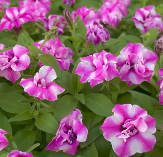 Petunia Double Christopher 200 Seeds
