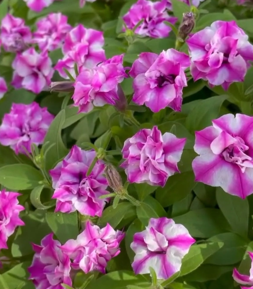 Petunia Double Christopher 200 Seeds