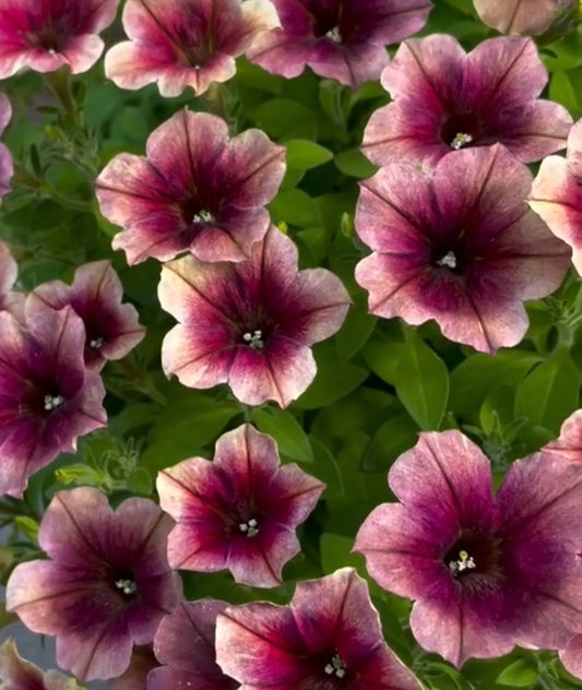Petunia Grayson 200 Seeds