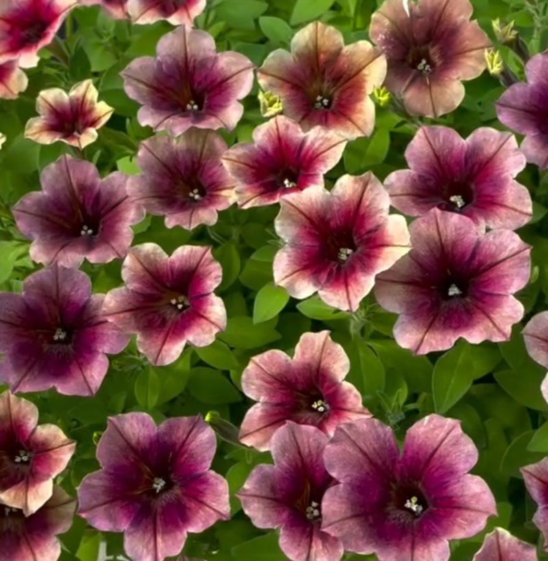 Petunia Grayson 200 Seeds