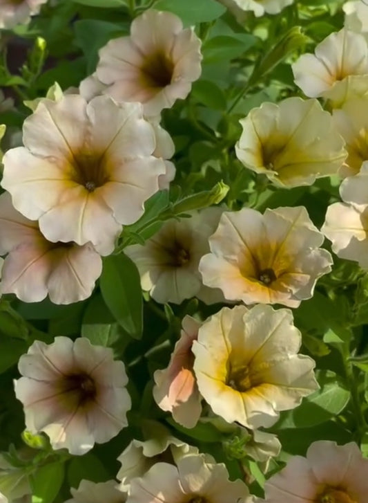 Petunia Matthew 200 Seeds