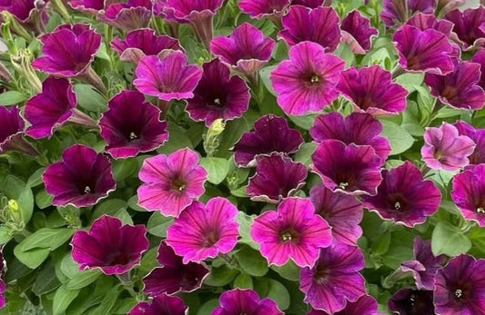 Petunia Elias 200 Seeds
