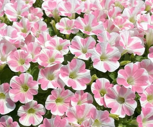 Petunia Mason 200 Seeds