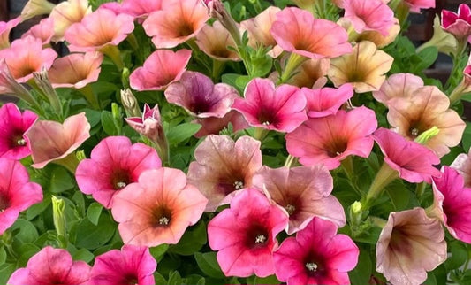 Petunia Luca 200 Seeds