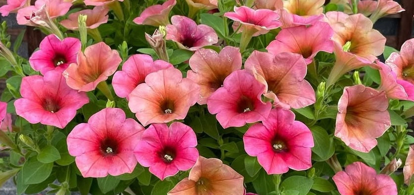 Petunia Luca 200 Seeds