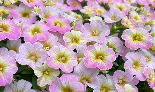 Petunia Thomas 200 Seeds