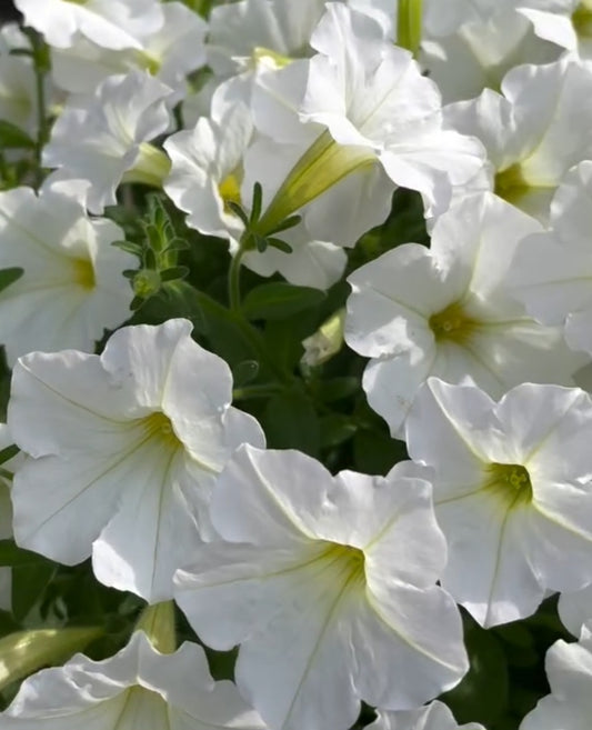 Petunia Aiden 200 Seeds
