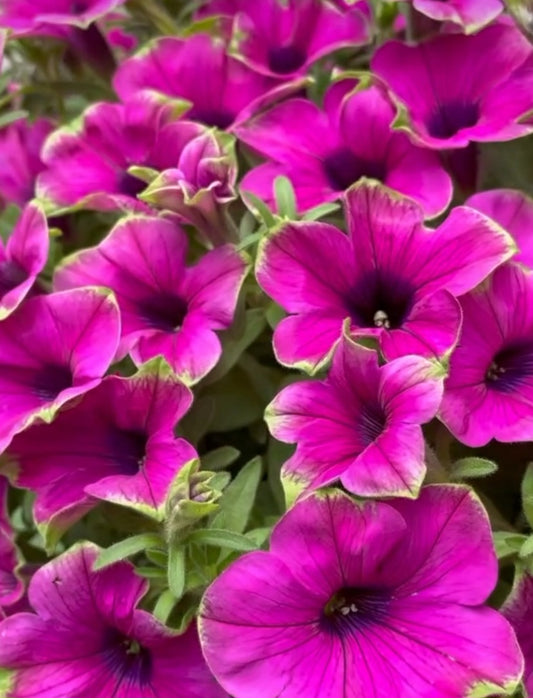 Petunia Santiago 200 Seeds