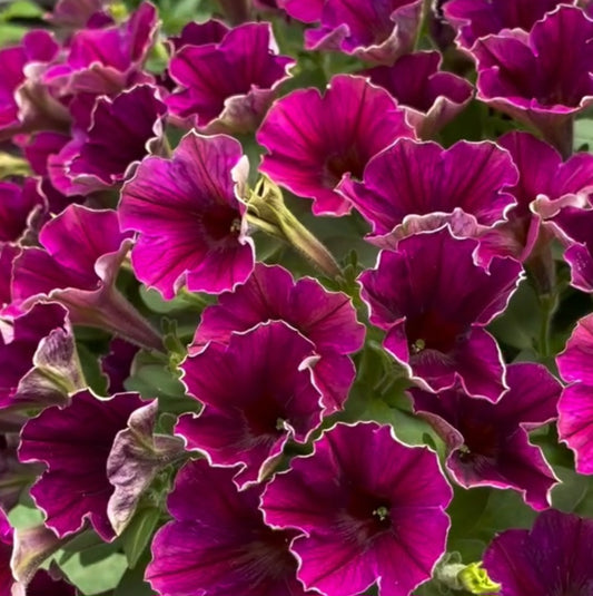 Petunia Isaac 200 Seeds