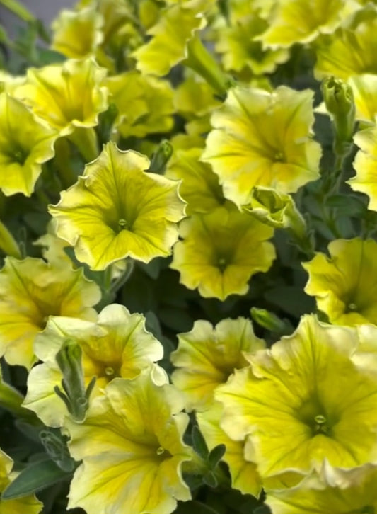 Petunia Samuel 200 Seeds